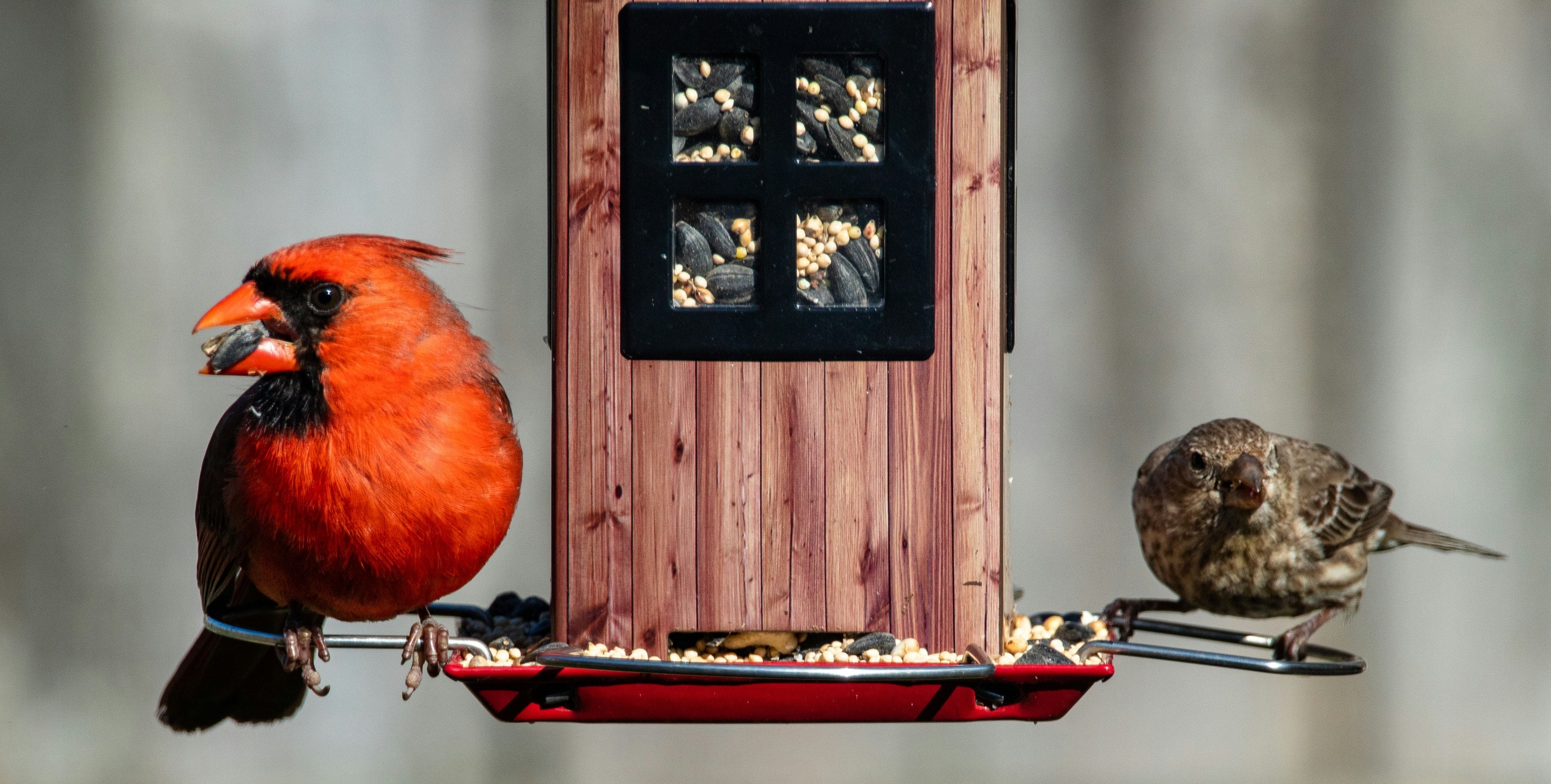 Smart Bird Feeder Camera